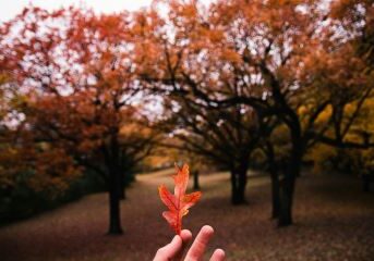 fall qh